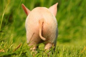 Schweinchen