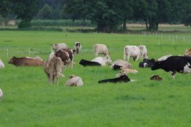 Rinder auf der Weide